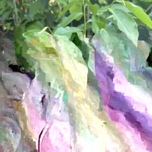 Red Wax Apple Live Fruit Tree - Air Layered, 3ft Tall - Tropical - Image 3