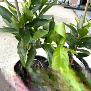 Green Wax Apple (Jambu) Live Tree 3ft - Syzygium Samarangense - Potted Outdoor Fruit Tree - Image 3