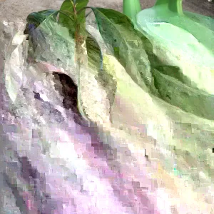 Mango Live Plant - Tropical Fruit Tree Seedling 6-9