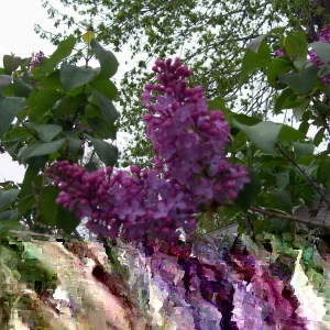 Old Fashion Purple Lilac Bush - Live Bare Root Plant, 16-24 Inches, Set of 2, Outdoor - Image 4